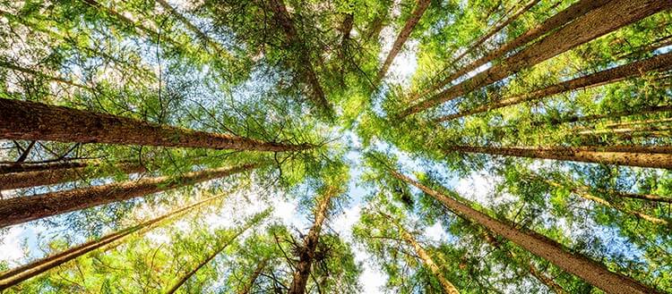 What is FSC and Why is it Important?